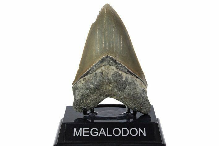 Serrated, Fossil Megalodon Tooth - North Carolina #346324